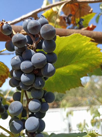 Виноград