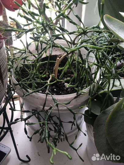 Рипсалис хатиора