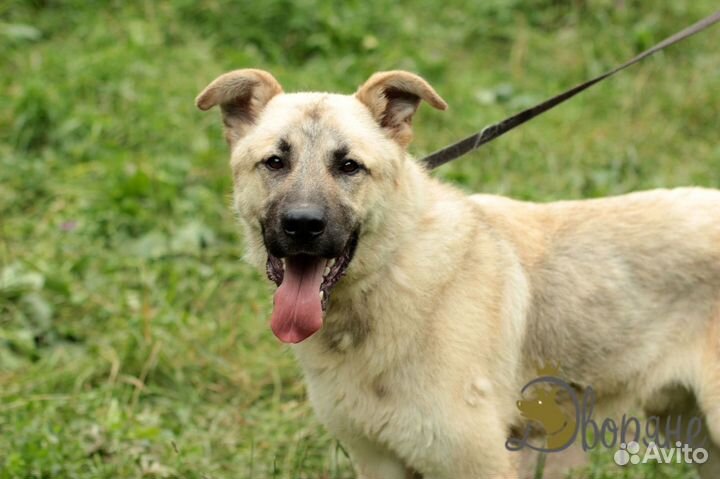 Замечательный пес Грей