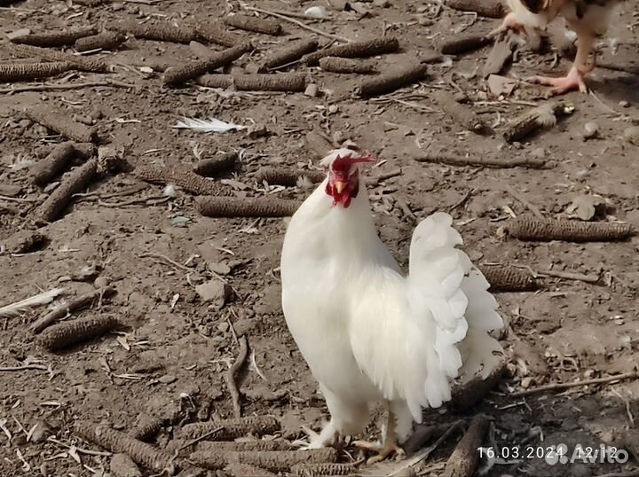 Декоративные петухи