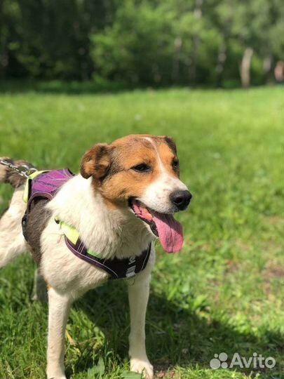 Домашняя собачка попала в приют