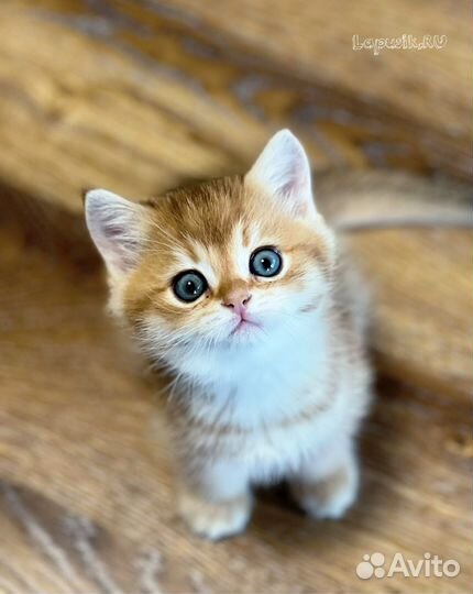 Британская золотая шиншилла