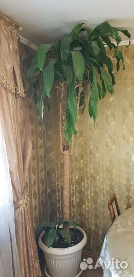 Пальма Юкка