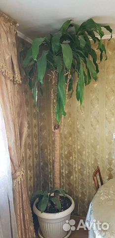 Пальма Юкка