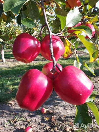 Сорт яблони Хармони Делорина /Harmony Delorina