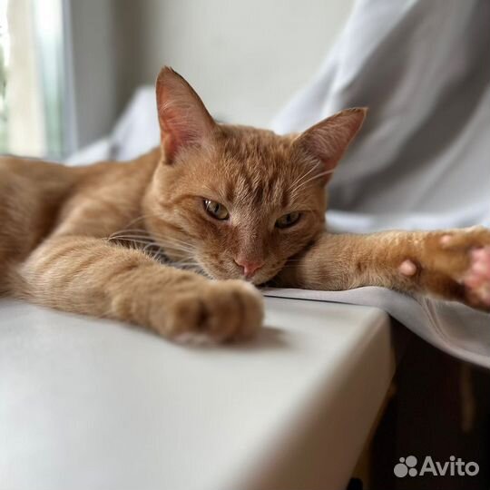 Кот в добрые руки