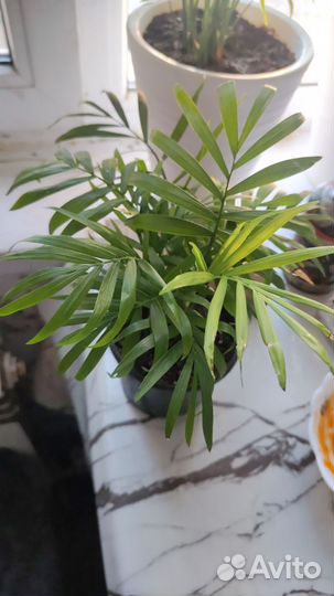 Комнатные растения