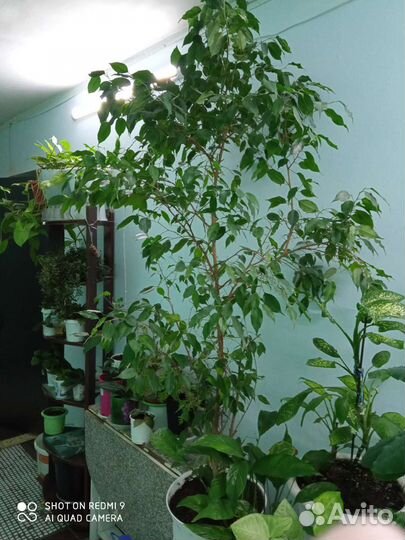 Фикус бенджамина