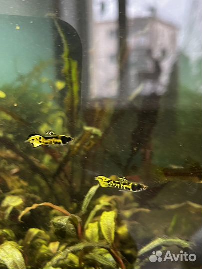 Гуппи Эндлера тигр