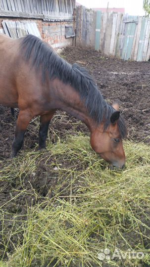 Кобыла с жеребенком
