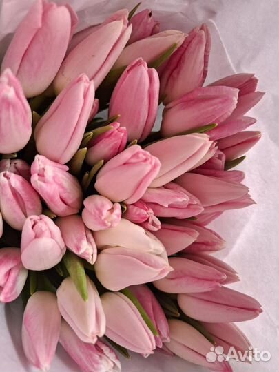 Тюльпаны к 8 марта