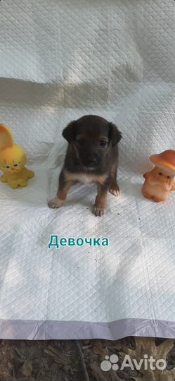 Щенок в добрые руки