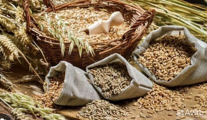 Пшеница ячмень горох овес