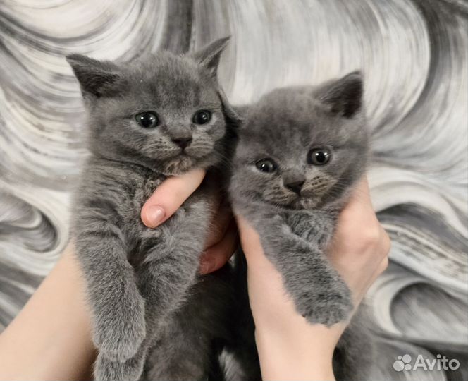 Шотландские вислоухие котята и прямоухие