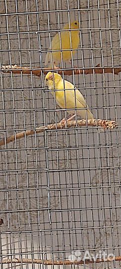 Канарейка самка