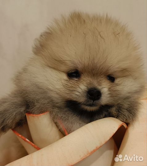 Малыши шпицы