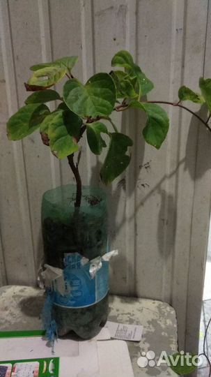 Лимонник китайский