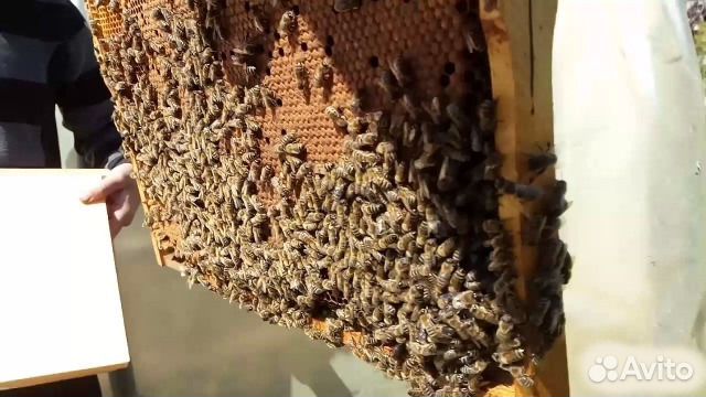 Пакеты пчел