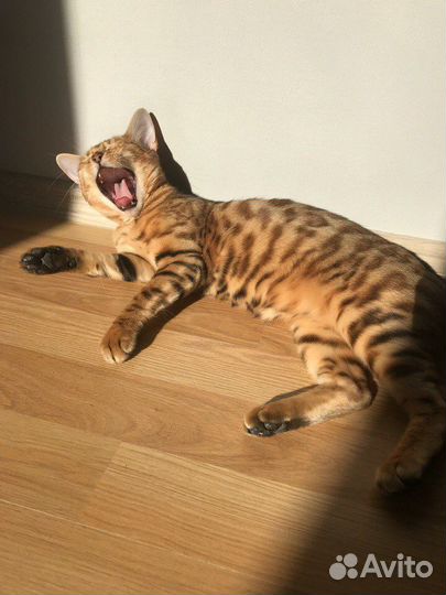 Бенгальская кошка бесплатно