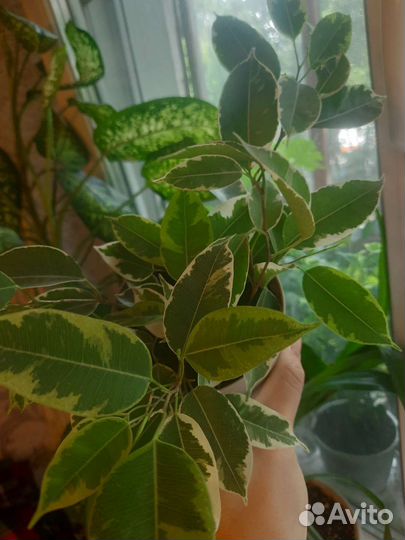Кротон,фикус,гибискус