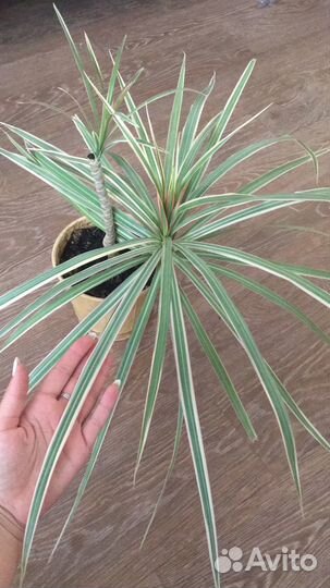 Алоказия, спацифилум и др