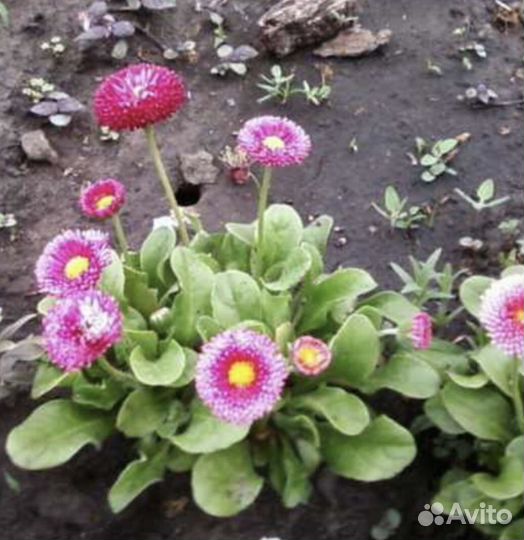 Маргаритки