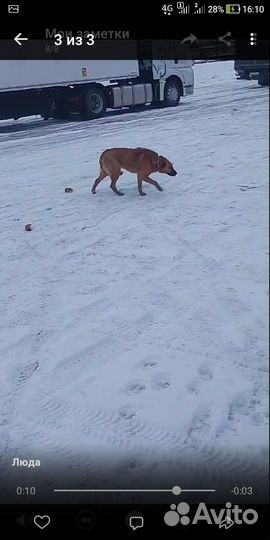 Собака в добрые руки