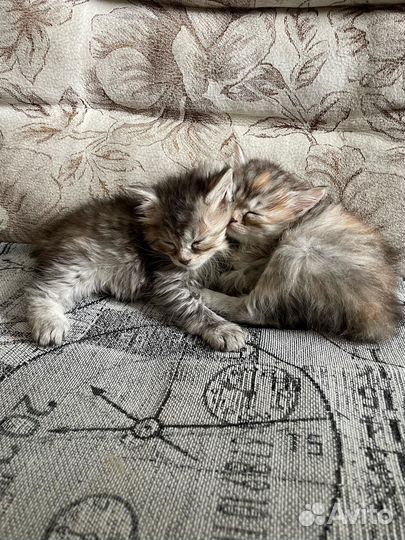 Курильский бобтейл