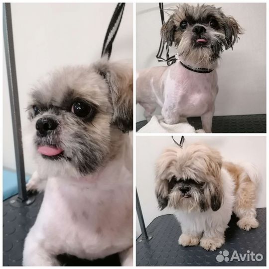 Стрижка собак и кошек