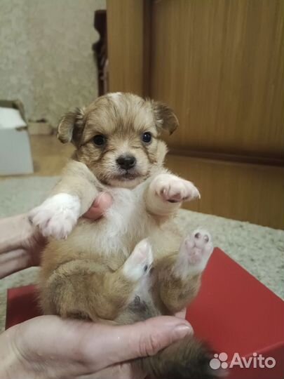 Щенки чихуахуа длинношерстные