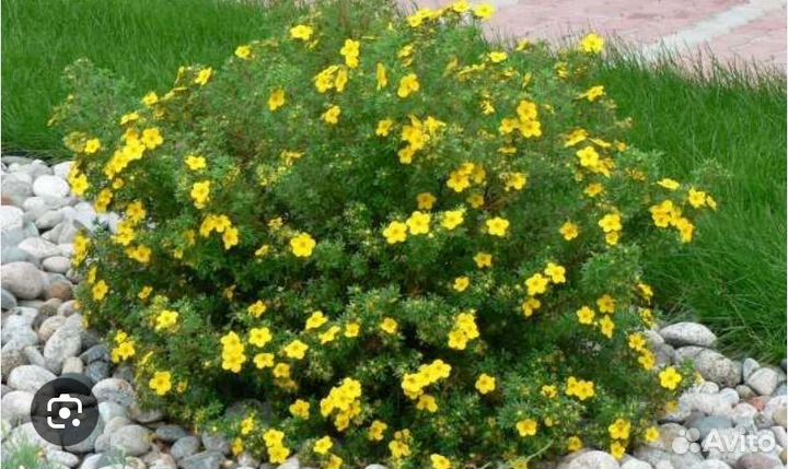 Лапчатка желтая