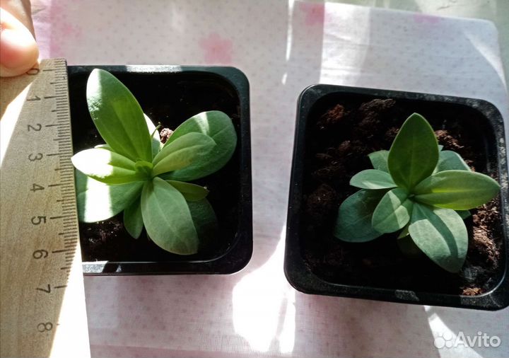 Эустома рассада