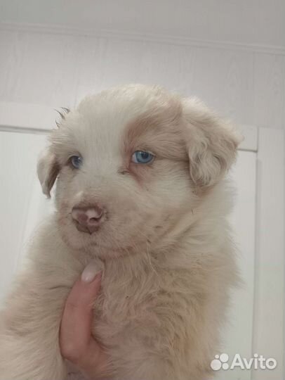 Щенки австралийская овчарка Аусси продаются