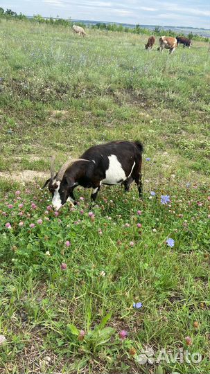 Коза козлы козлята