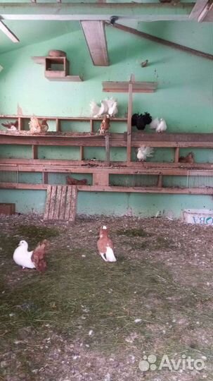 Продам голубей