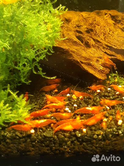 Аквариумные креветки Черри