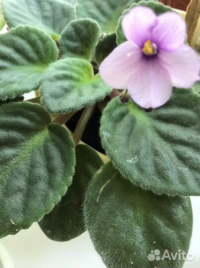 Фиалки вечноцветущие