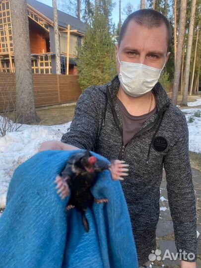 Уничтожение клещей, кротов, ос, тараканов, клопов