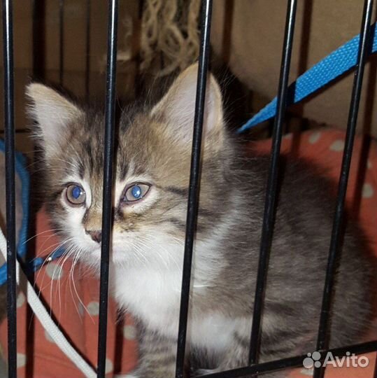 Котята из приюта привитые с ветпаспортом