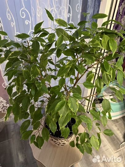 Фикус бенджамина