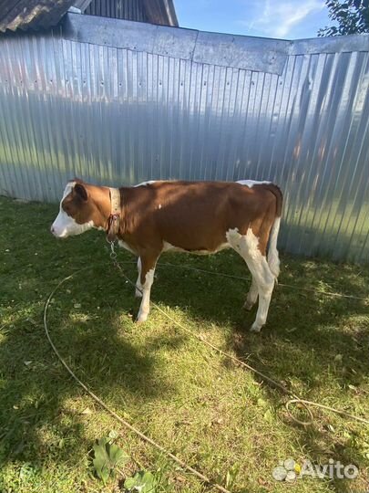 Телка, теленок