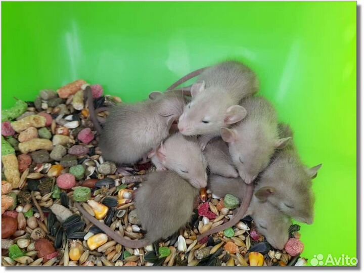 Крысы Дамбо. Доставка крысят