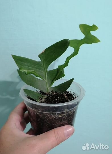 Силламонтаны,эпифиллумы,крестовник,рипсалис,хатиор