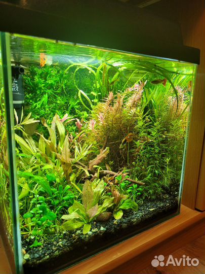 Аквариум