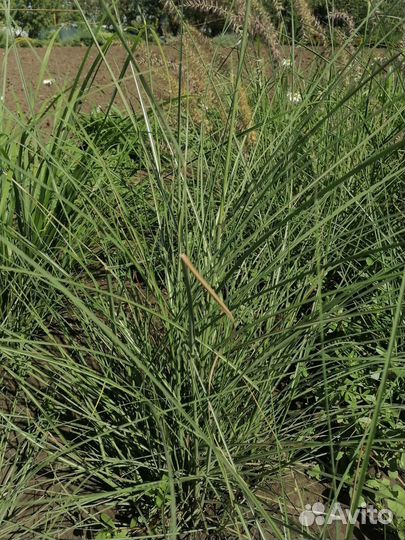 Многолетние цветы