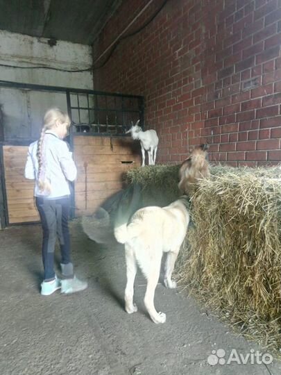 Бриджи для верховой езды детские