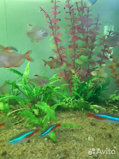 Аквариум,500литров