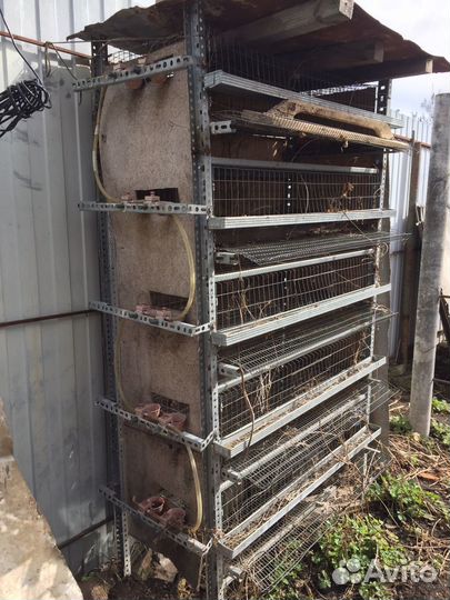 Клетки для перепелов