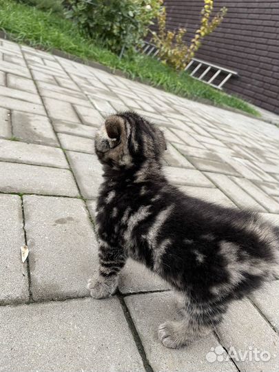 Шотландский вислоухий котенок