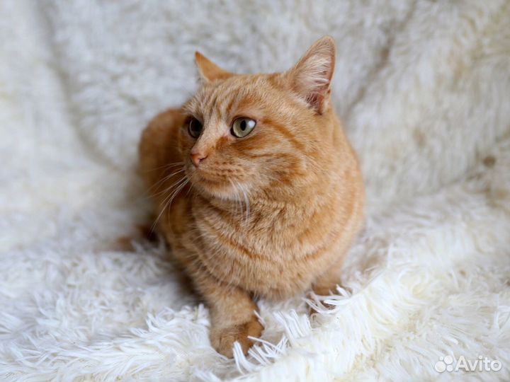 Рыжая кошка Злата 1 год